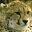 leopardo-002.jpg
