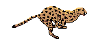 leopardo-008.gif