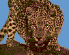 leopardo-011.gif