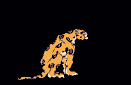 leopardo-012.gif