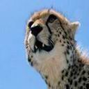 leopardo-013.jpg