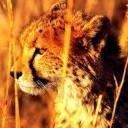 leopardo-014.jpg