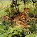 leopardo-015.jpg