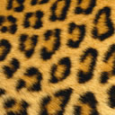 leopardo-016.jpg