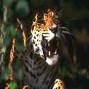 leopardo-017.jpg