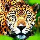 leopardo-018.jpg