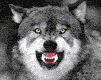 lobo-013.gif