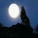 lobo-022.jpg