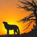 lobo-023.jpg
