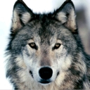 lobo-026.jpg