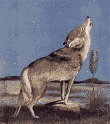 lobo-034.gif