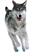 lobo-039.gif