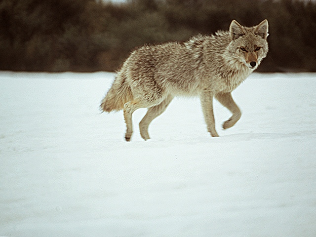 lobo-042.jpg