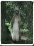mapache-010.gif