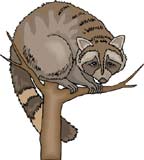 mapache-011.jpg