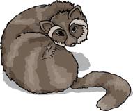 mapache-012.jpg