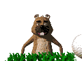 mamifero-miscelanea-025.gif