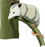 mamifero-miscelanea-045.jpg