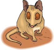 mamifero-miscelanea-046.jpg
