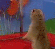 mamifero-miscelanea-047.gif