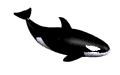 orca-002.gif