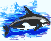 orca-003.gif
