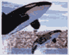 orca-004.gif