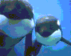orca-006.gif