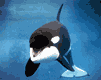 orca-007.gif