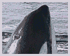 orca-008.gif
