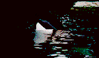 orca-009.gif