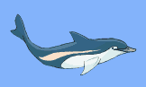 orca-012.gif