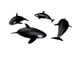 orca-014.gif