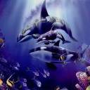 orca-015.jpg