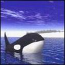 orca-016.jpg