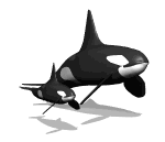 orca-019.gif