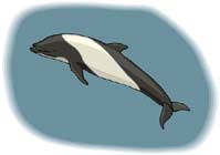 orca-020.jpg