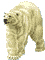 oso-polar-003.gif