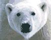 oso-polar-008.gif