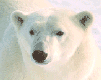 oso-polar-009.gif