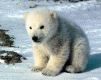 oso-polar-010.gif