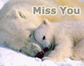 oso-polar-011.jpg