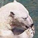 oso-polar-015.jpg