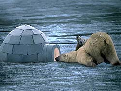 oso-polar-022.jpg