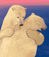 oso-polar-023.gif