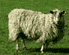 oveja-cabra-042.gif