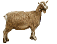 oveja-cabra-050.gif