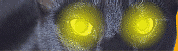pantera-003.gif