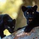 pantera-007.jpg