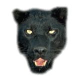 pantera-010.gif